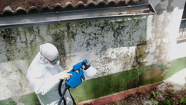 Top rated local Mold Remediation specialists in East Port Orchard, WA